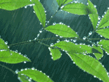 〔七绝小辑〕壬寅夏至逢雨有怀杜华(内蒙古包头)【冰心文化传媒】(图5)