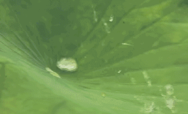 〔七绝小辑〕壬寅夏至逢雨有怀杜华(内蒙古包头)【冰心文化传媒】(图6)