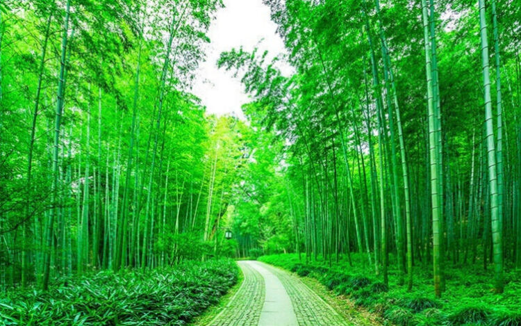 【华夏好诗词】分享（厚甫）沈沛忠《咏竹》请欣赏（图4）