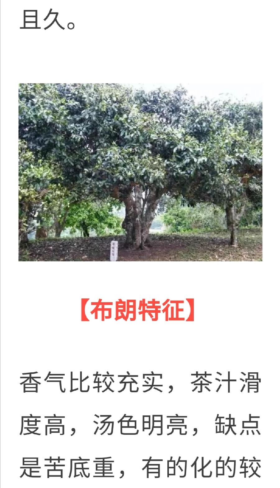 普洱茶各大山头的基本特性和口感，值得收藏！普洱茶界（图17）