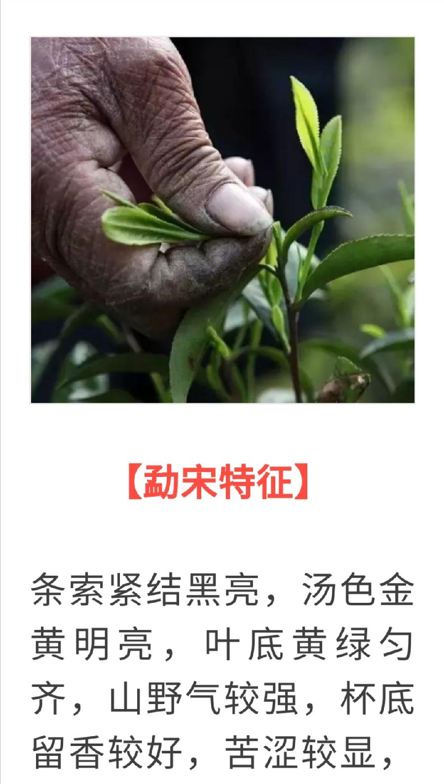 普洱茶各大山头的基本特性和口感，值得收藏！普洱茶界（图20）