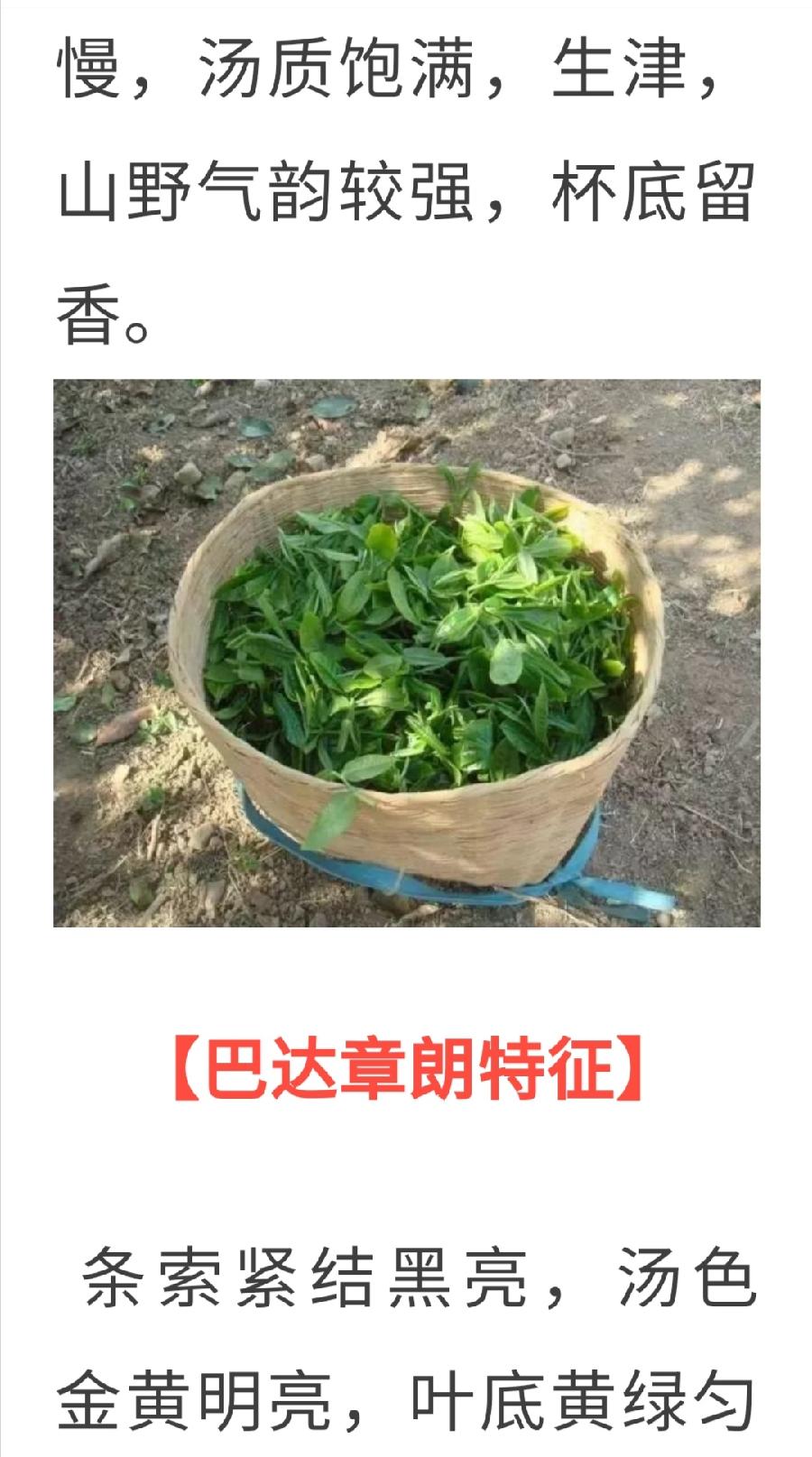 普洱茶各大山头的基本特性和口感，值得收藏！普洱茶界（图25）