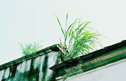 墙头草（外二首）文／江冲（图4）