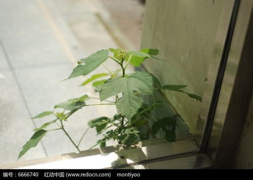 《穿越梦想工作室》推出 韩瑛(长流水）新诗系列集锦( 一)（图8）