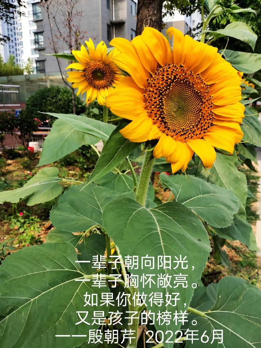 【连载厅】殷朝芹老师新作《见景生情》连载(十)（图5）