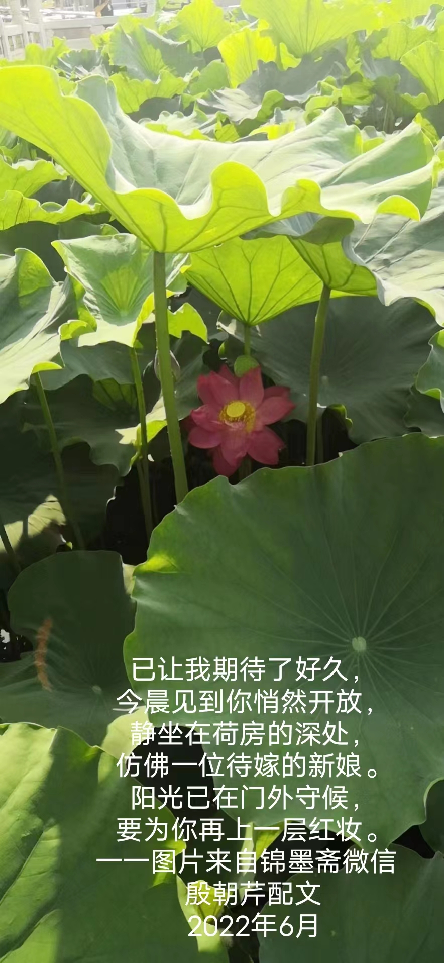 【连载厅】殷朝芹老师新作《见景生情》连载(十)（图17）