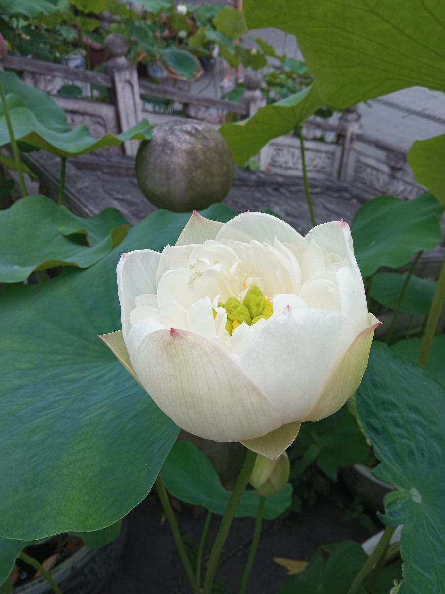 吴小胜作品(图4)