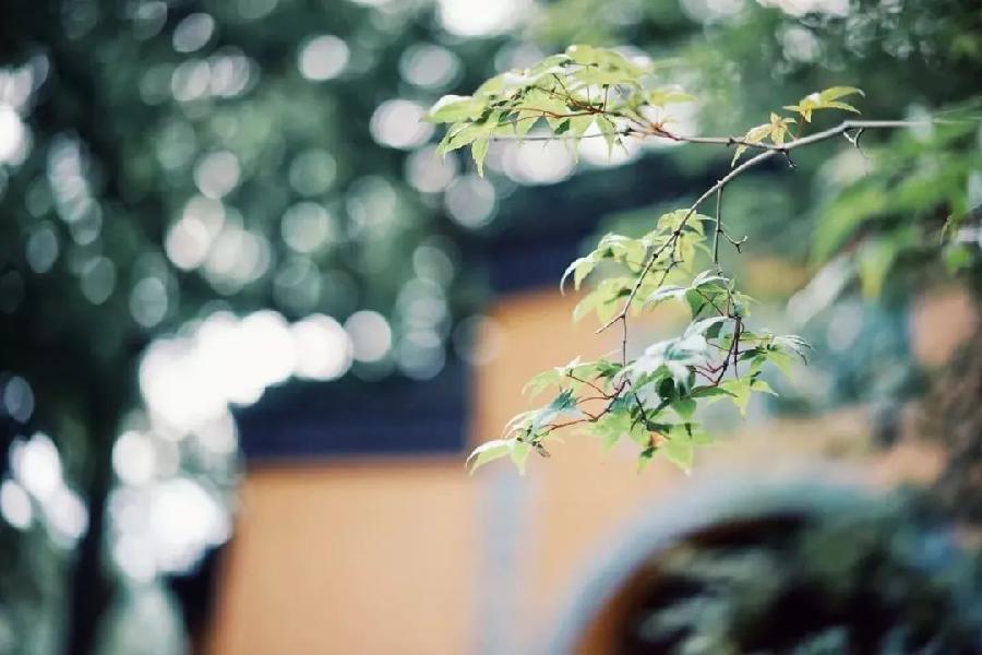 【五岳文】格律诗组合三首/大号是中华 主播：庄静（图4）