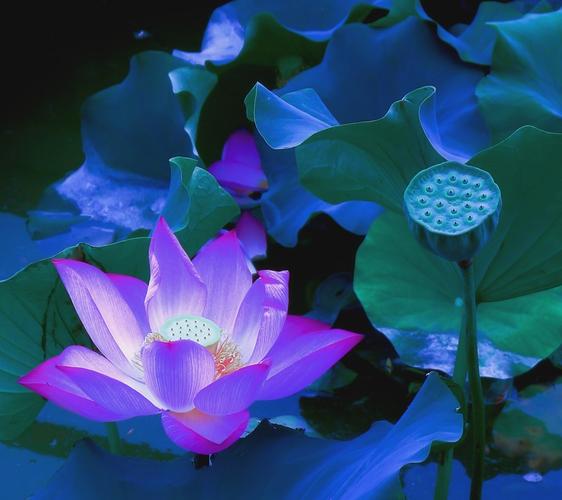 七律 月夜游/文/梁尚儒