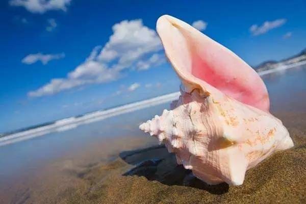 海之恋（三）《风情》作者雨杉 主播冬日艳阳 编辑宋梅【中国长江文学社】有声文学平台第3905期（图4）