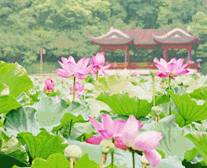 七绝‖夏日荷花 作者‖武书尧（图2）