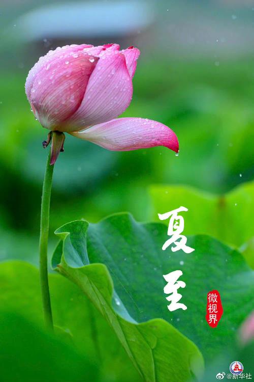 推荐丨许日辉七绝《壬寅夏至节气感怀》十二首(图3)