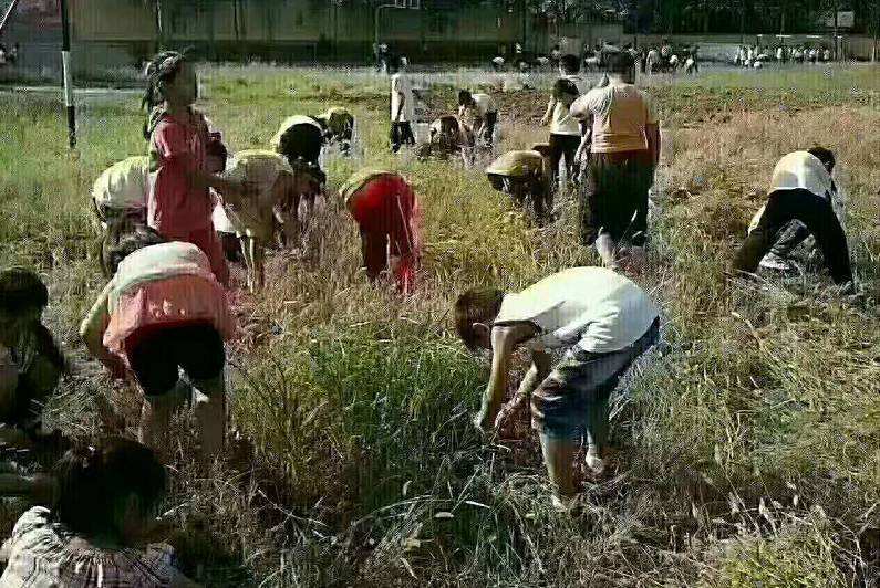 《油灯下的童年》微散文、认证诗人作者/澎湃的浪、主播/任然、编辑/金跃辉。黄金诗院有声之家。（图3）