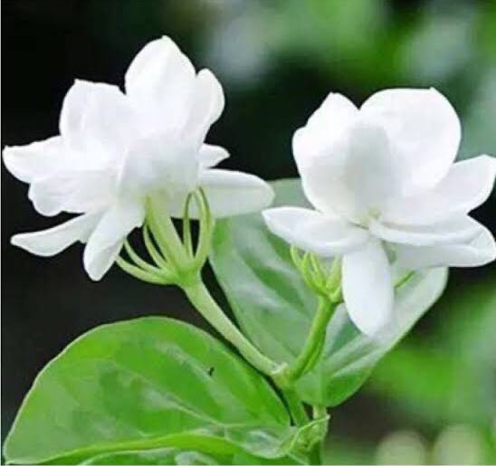 茉莉花（图6）