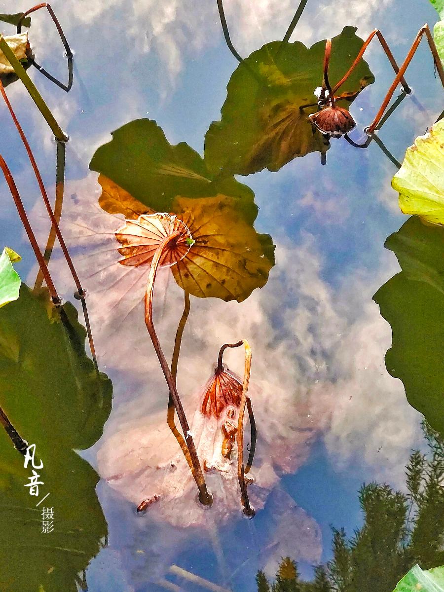 热点 精华作品展播《残荷之美》作者：夏广忠 诵读：李奉娟（图3）