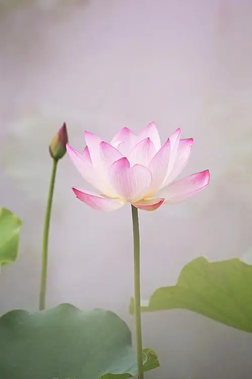 夏荷颂――清逸散人