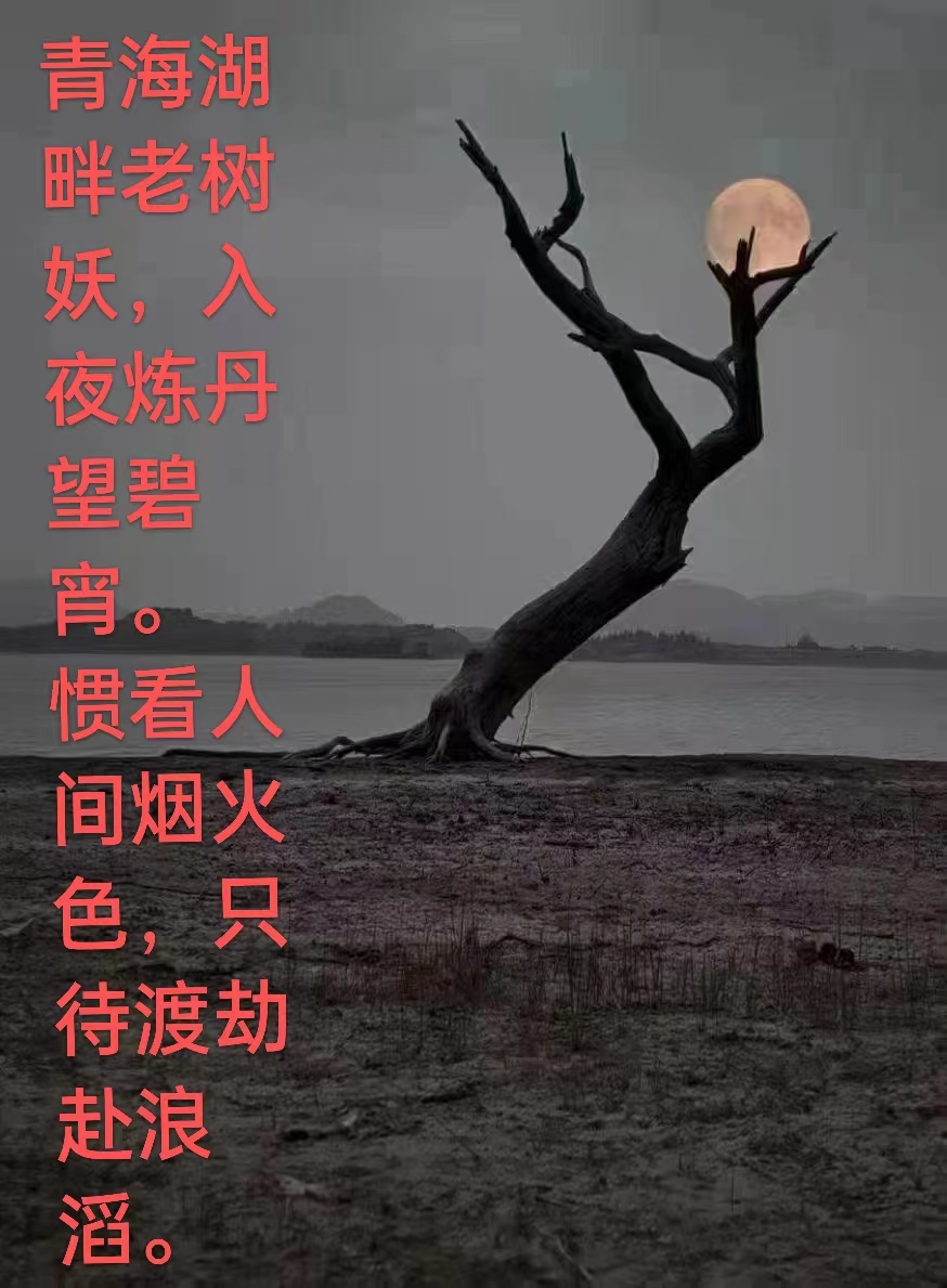 枯枝月影，诗友唱和！（图2）