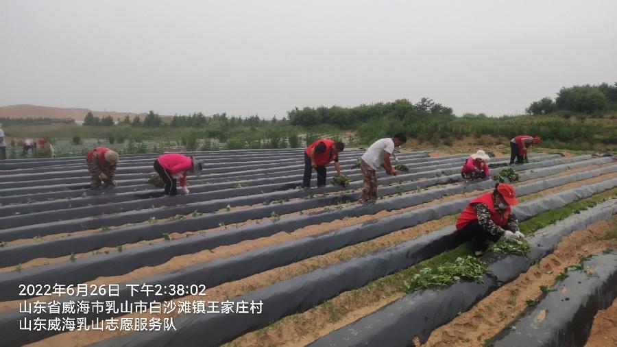 志愿者下乡 服务合作社