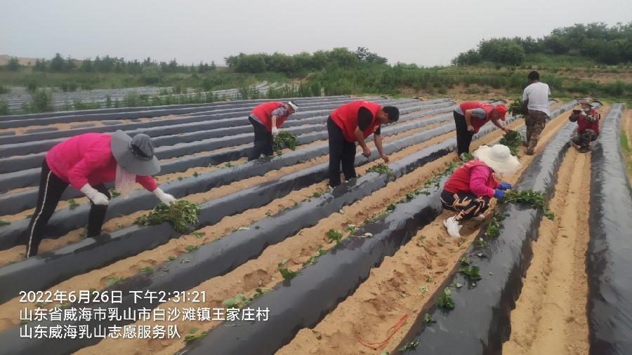 志愿者下乡 服务合作社（图2）