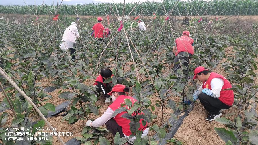 志愿者下乡 服务合作社（图4）