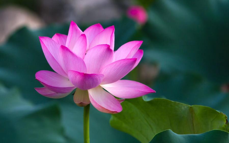 七律•芙蕖 文/张会伟（图3）