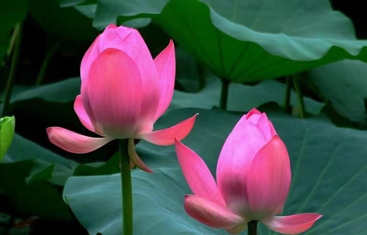 七律•芙蕖 文/张会伟（图5）