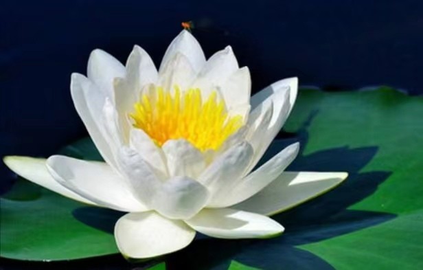 七律•芙蕖 文/张会伟（图4）