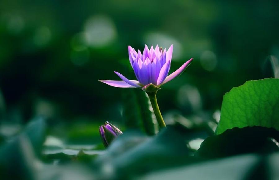 七律•芙蕖 文/张会伟（图6）