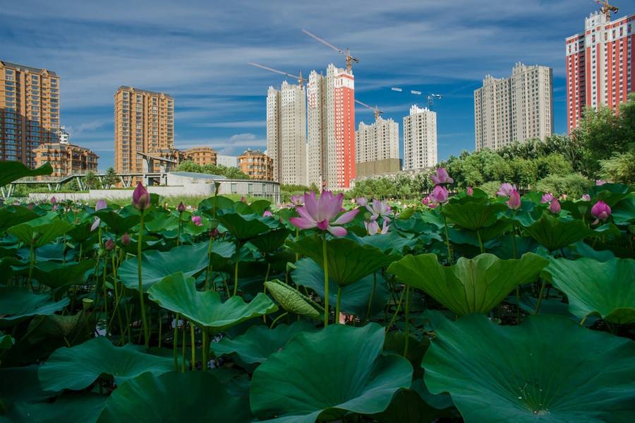 【梅园之音】听大梅朗诵《浅夏，含香的时光》作者：王淳娜（图9）