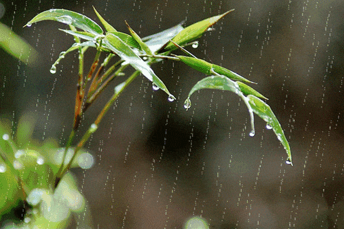 【英国文学】精品新诗《下雨了》作者｜田春兰（图3）