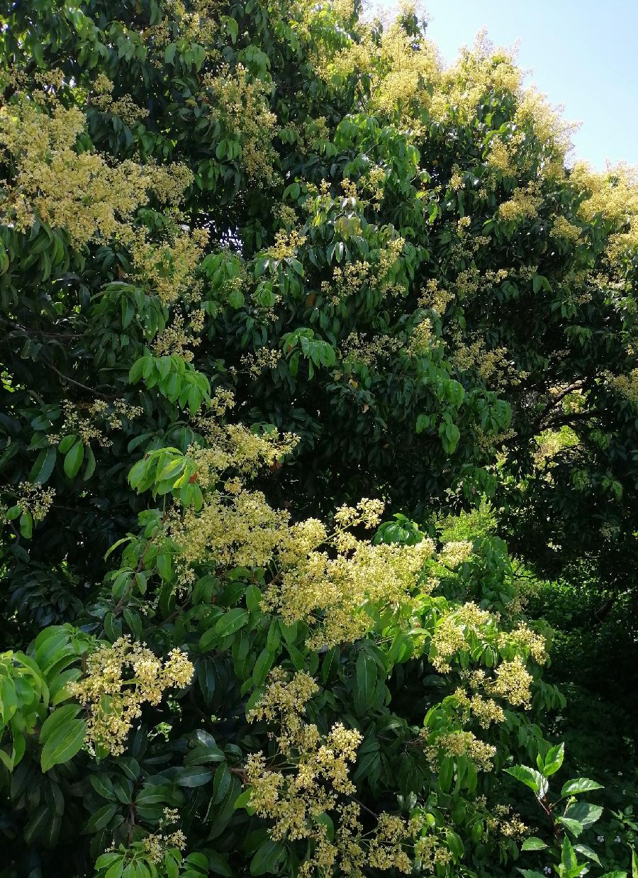 七律 桂味荔枝（新韵）文／江冲（图2）