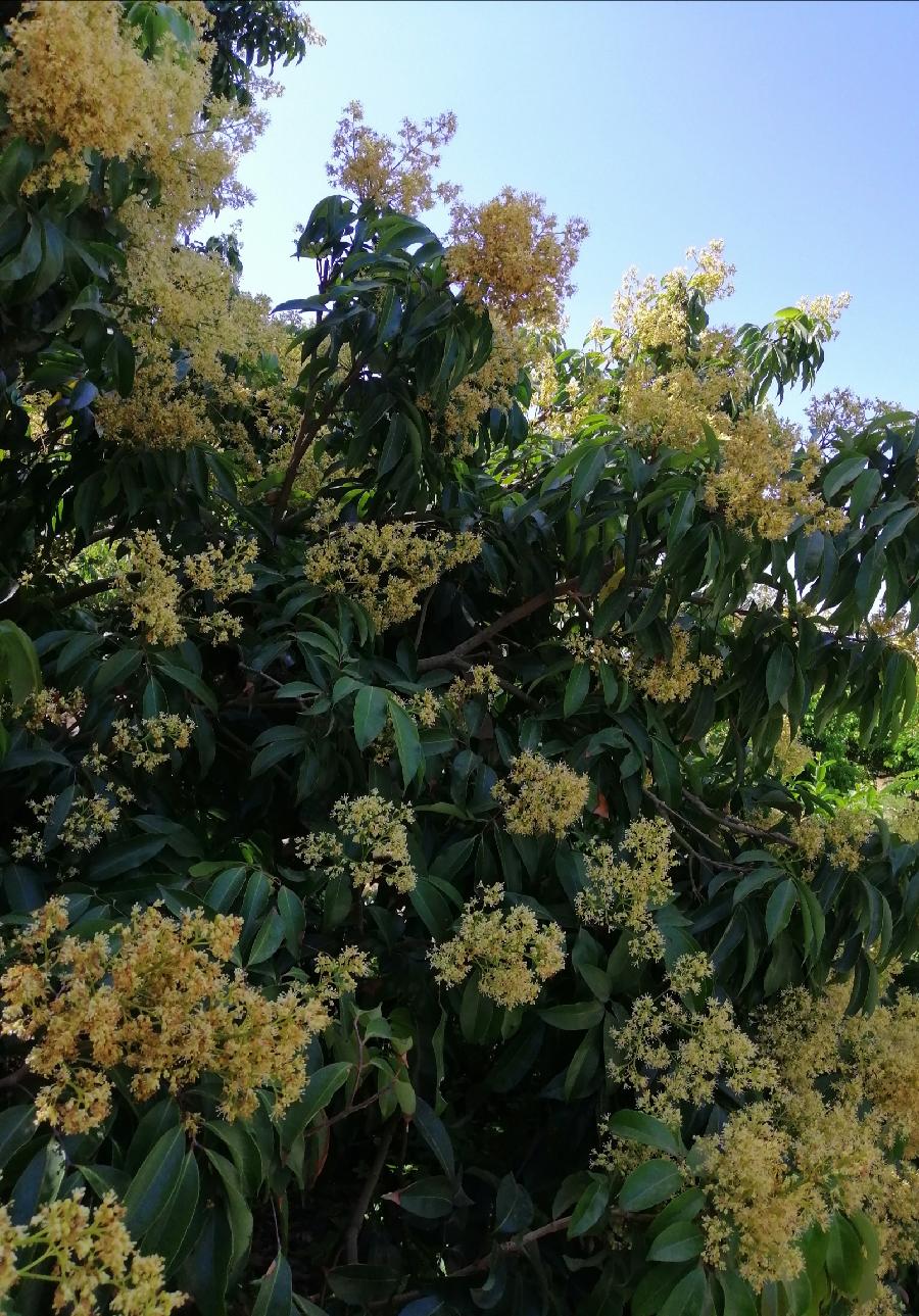 七律 桂味荔枝（新韵）文／江冲（图3）