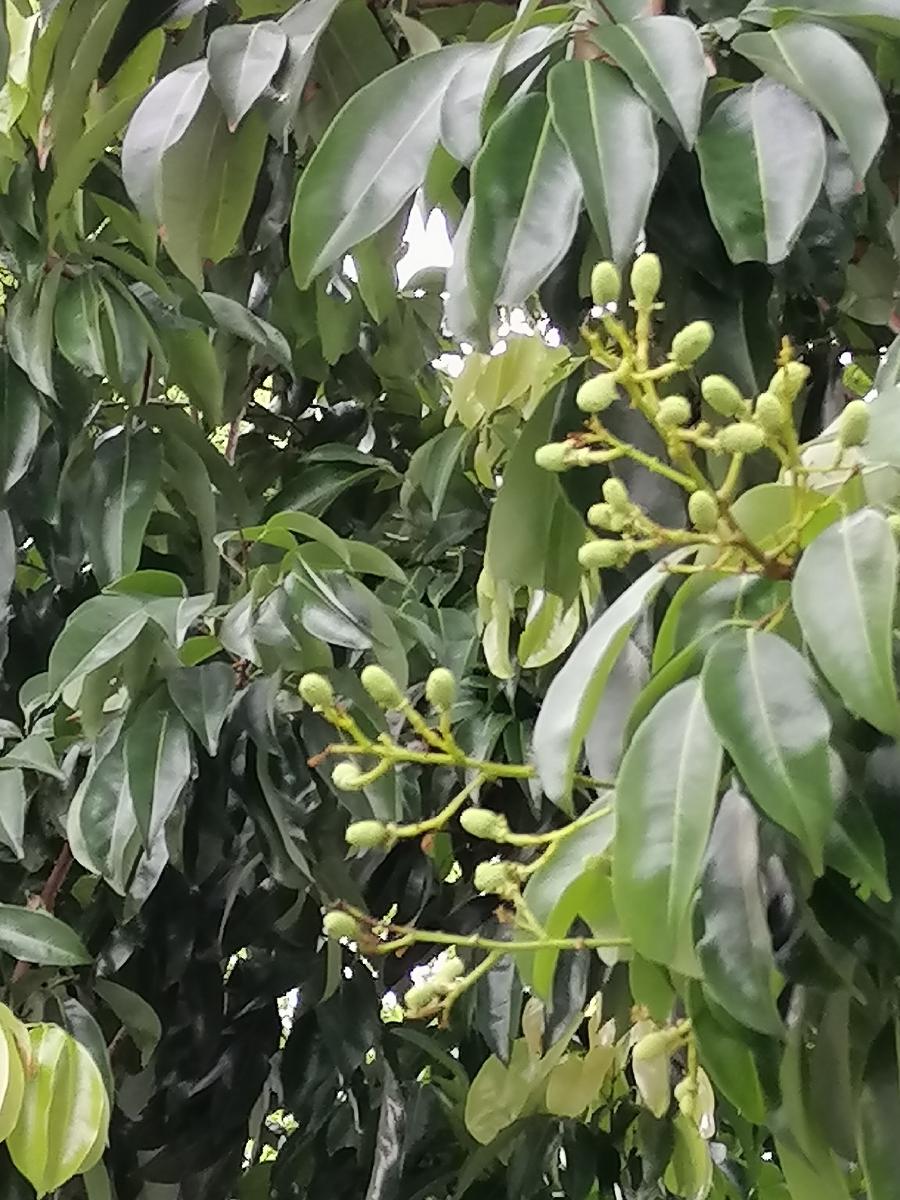 七律 桂味荔枝（新韵）文／江冲（图7）