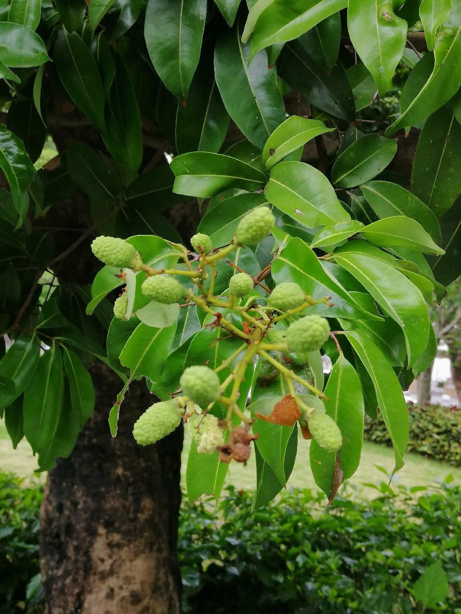 七律 桂味荔枝（新韵）文／江冲（图8）