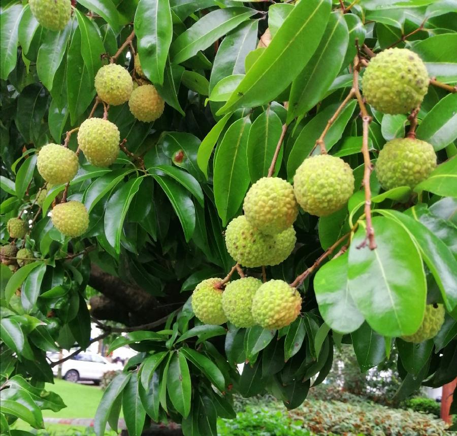 七律 桂味荔枝（新韵）文／江冲（图12）