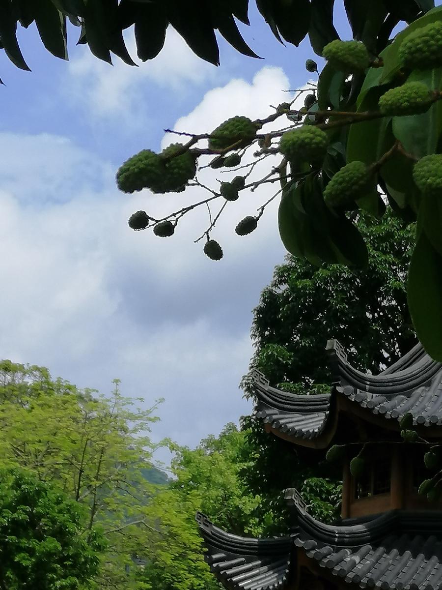 七律 桂味荔枝（新韵）文／江冲（图6）