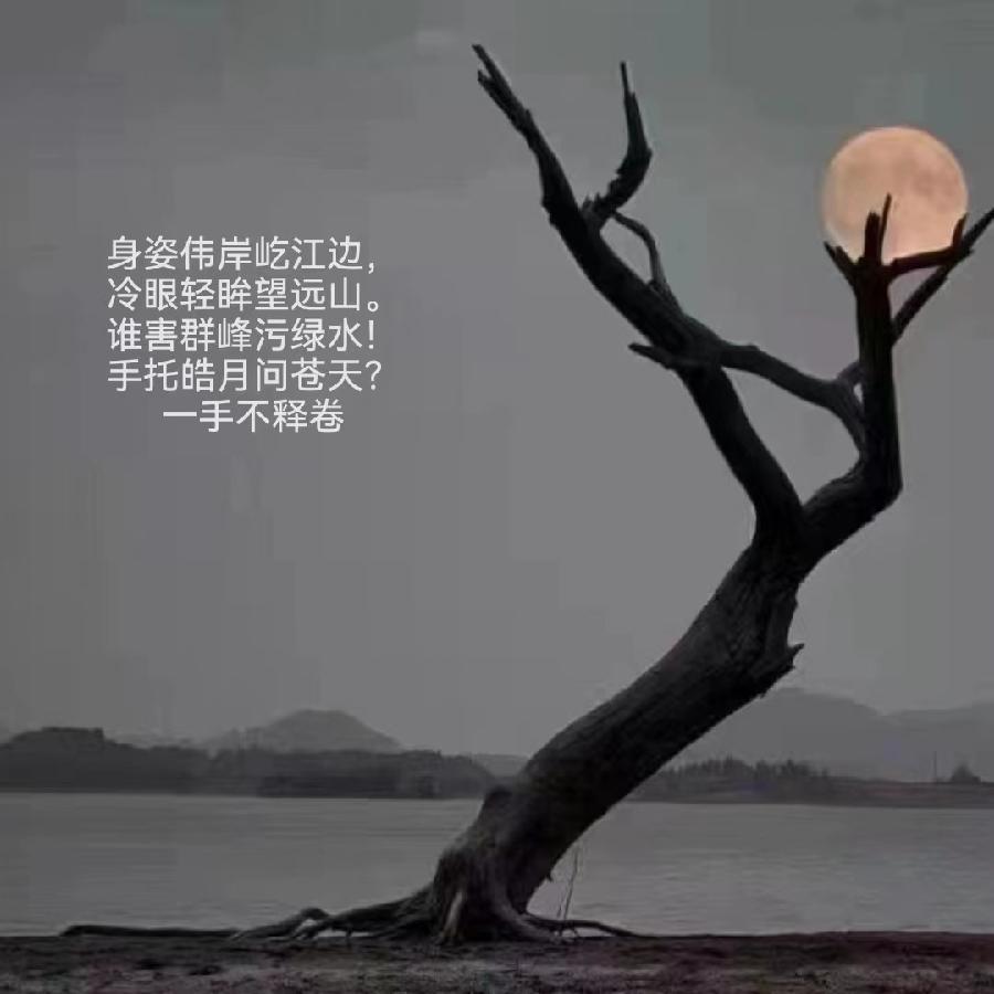 枯枝月影,诗友唱和!(图6)