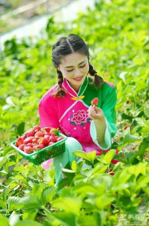 【长篇小说】 往事如梦文/莫柔第028章:草莓撒满地(图4)