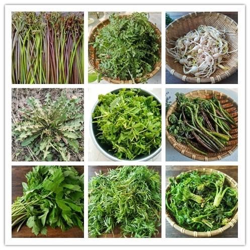 【经典推荐】田亮只老师//挖野菜｛外一首｝（图9）