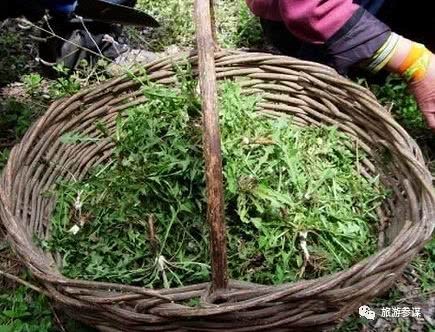 【经典推荐】田亮只老师//挖野菜｛外一首｝（图7）