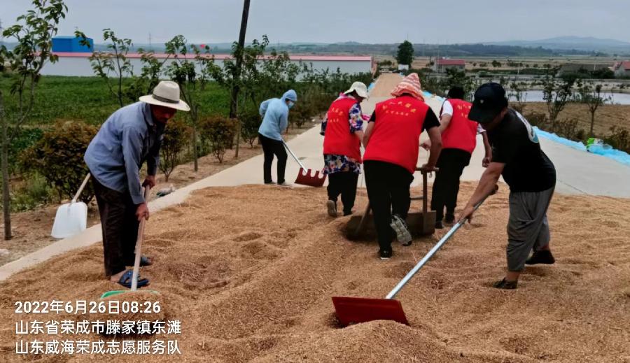 合作社里志愿红 颗粒归仓话丰收
