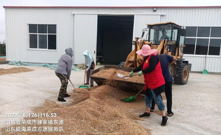 合作社里志愿红 颗粒归仓话丰收（图4）