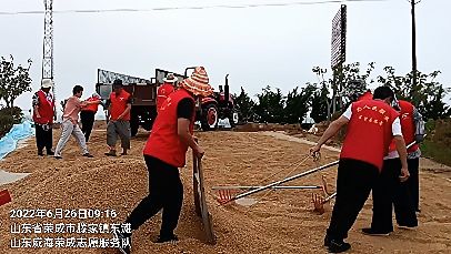 合作社里志愿红 颗粒归仓话丰收（图3）