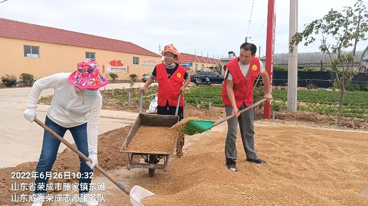 合作社里志愿红 颗粒归仓话丰收（图5）