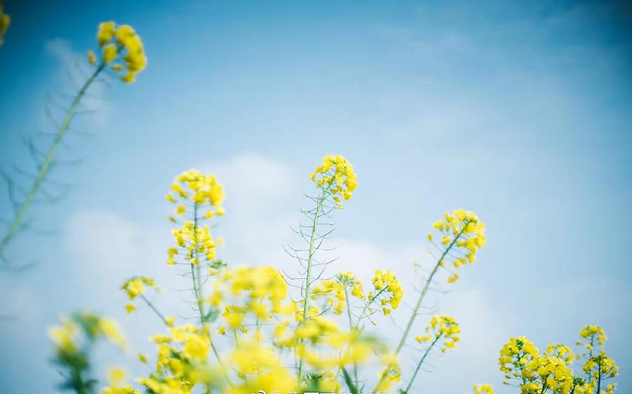 【新诗大观】夏日随思(诗十一首)||文/华贸(图8)