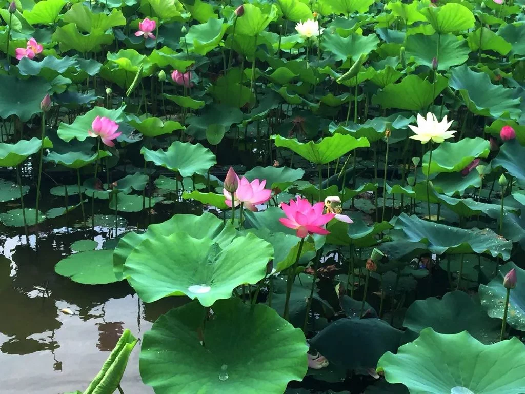 红榜诗人山野之水大美承德系列之一《山庄荷花•磬锤峰》古诗二首