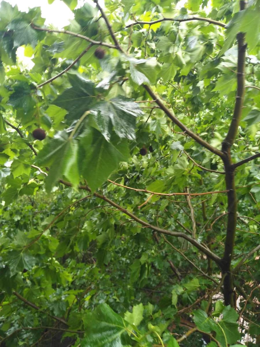 【诗词中国】精品佳作《我把自己放湿里》作者：踏花归来（图6）