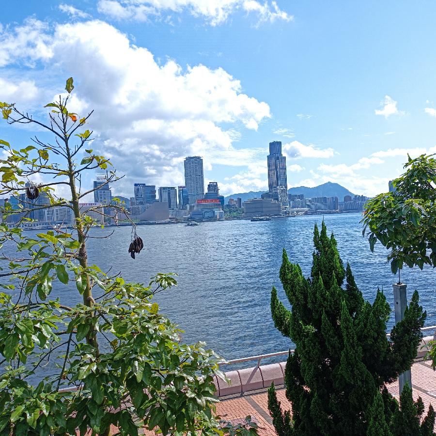 海边散步所见2022.6.23(图61)