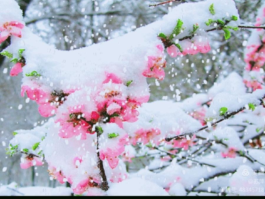 【九江文学社：有声文学】《菇射仙子今何在，夏天可有琵琶雪？》文/梦在远方 诵读/凤凰之歌（图9）