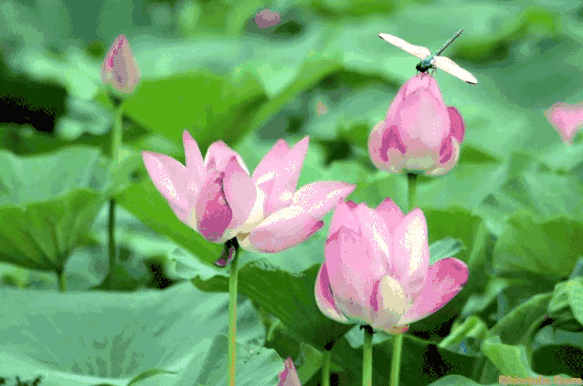 《十赋鹧鸪天~荷花》实力派诗人/丁心雨、主播/任然、.编辑/金跃辉。中国文学黄金诗院有声之家。(图6)